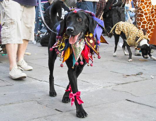 Mardi Gras Dog Parade
