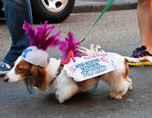 Mardi Gras Dog Parade