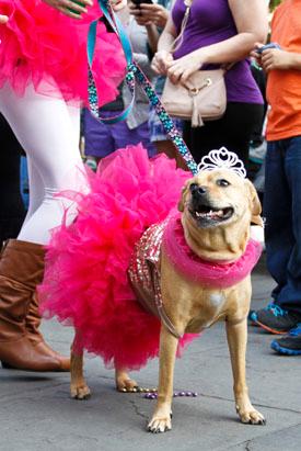 Mardi Gras Dog Parade