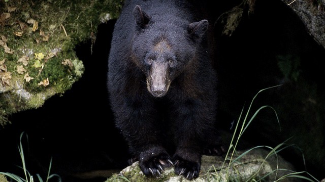 PHOTO: A Black Bear is shown at Tongass National Forest, in Alaska.