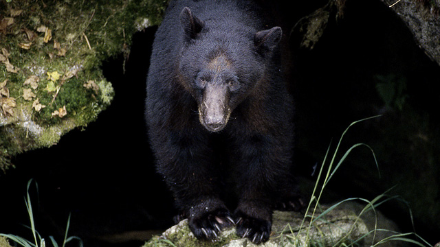 PHOTO: A Black Bear is shown at Tongass National Forest, in Alaska.