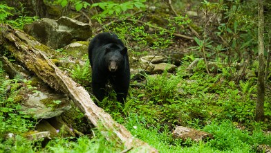 PHOTO: A black bear roams the spring forest in this file photo.