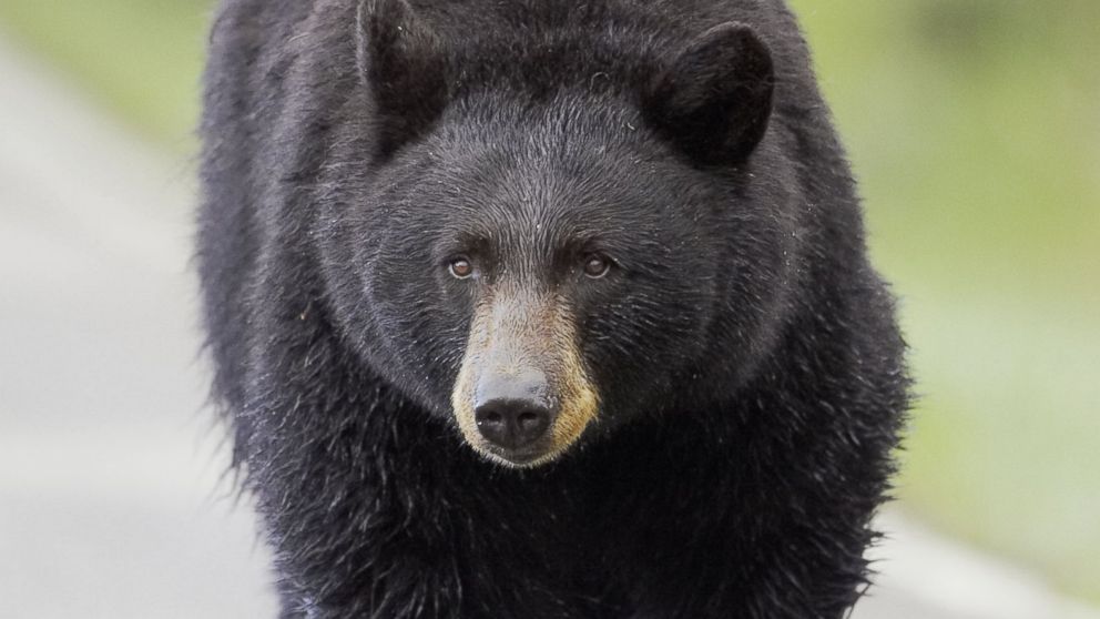PHOTO: A black bear (Ursus americanus) walks along a road at the Yellowstone National Park, Wyoming, June 2005.