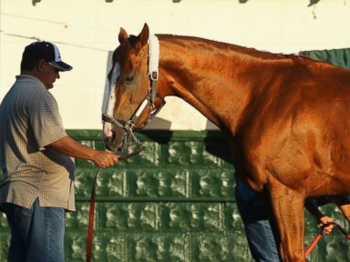 California Chrome Signs Deal With Skechers