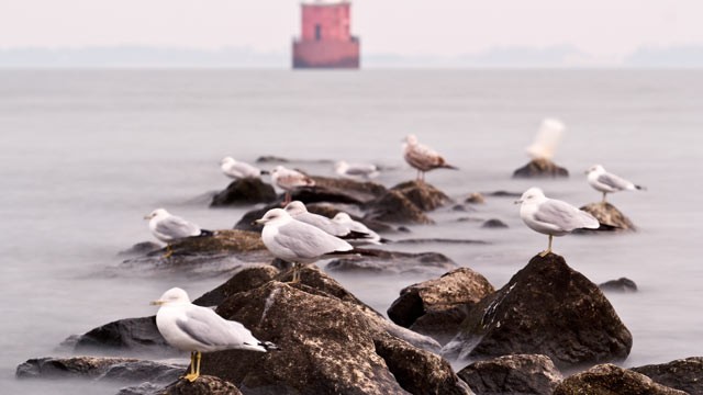 PHOTO: Seagulls perch on rocks in front of lighthouse at Sandy Pointe State Park, Chesapeake Bay, Maryland.