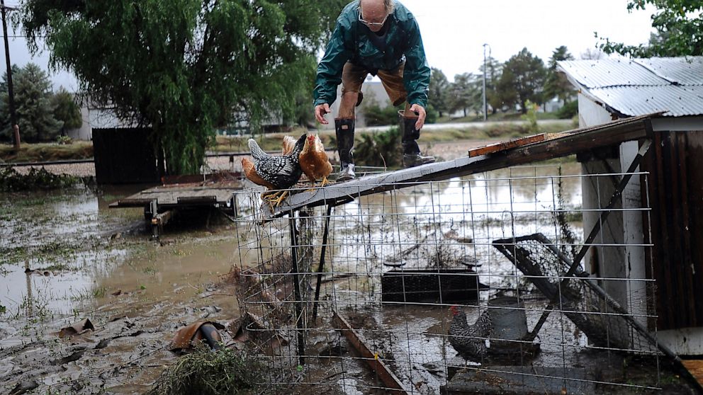 PHOTO: Jimmy Walker works to remove four chickens