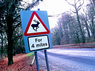 Caller Complains About Inconsiderate Deer