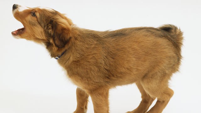 PHOTO: Dog training centers have benefited from the stricter laws, as many owners choose to seek help rather than face fines or the possibility of losing their pet.