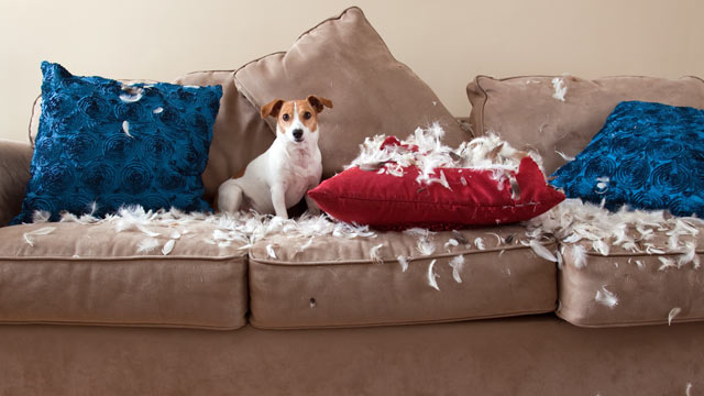 dog destroying pillows