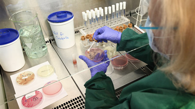 PHOTO: A lab technician prepares a bacteria culture taken from a patient possibly suffering from E. coli, June 2, 2011 in Hamburg, Germany.