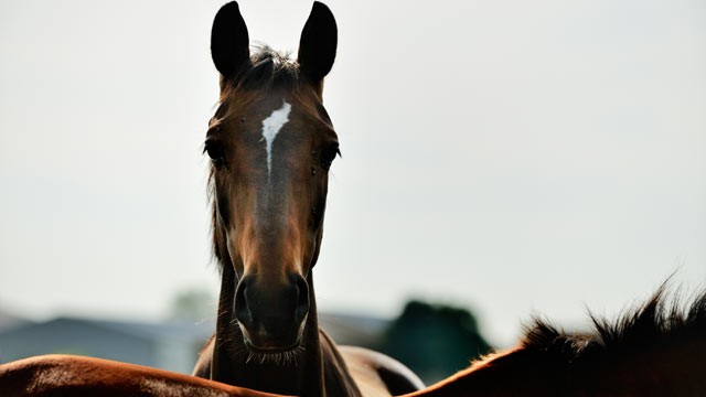 PHOTO: The U.S.D.A. is close to authorizing the first horse meat processing plant in the U.S. since 2007.
