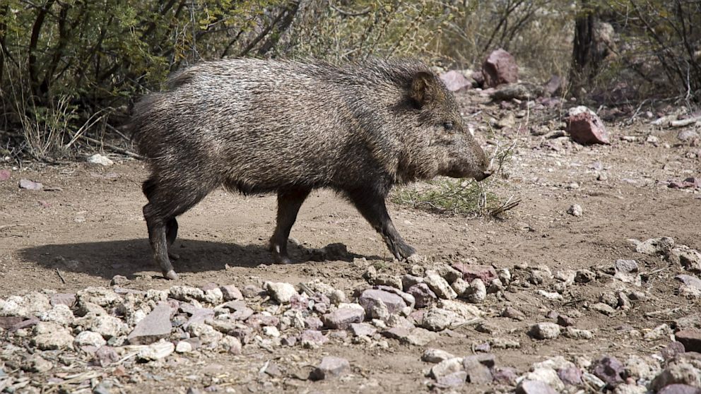 Wild Pigs In Arizona | gnewsinfo.com