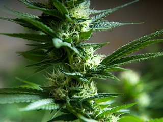 Pot Farm Found in Abandoned Subway