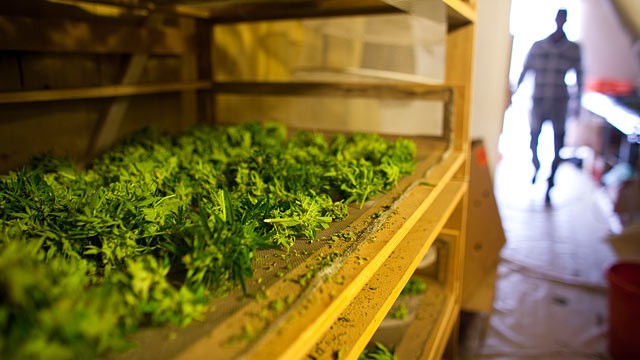 PHOTO: New rule says growers of medicinal marijuana must have plants in an enclosed space no larger than 10 feet by 12 feet.