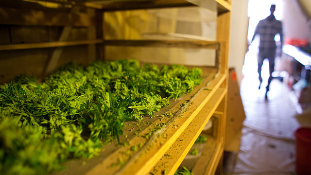 PHOTO: New rule says growers of medicinal marijuana must have plants in an enclosed space no larger than 10 feet by 12 feet.