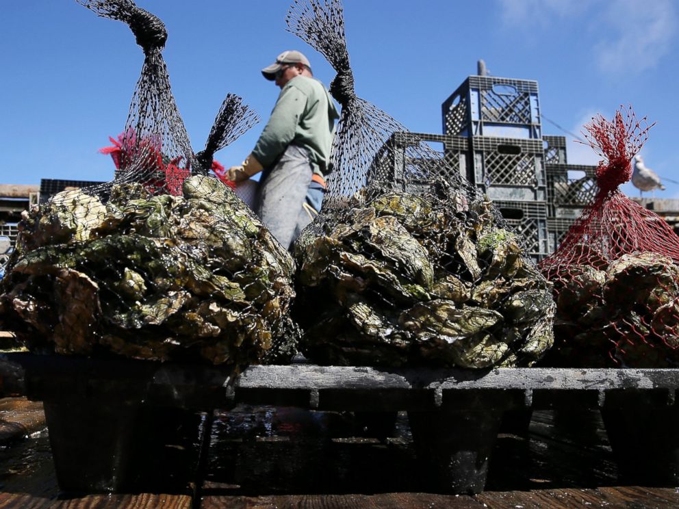 PHOTO: A Drakes Bay Oyster Co. worker sorts freshly harvested oysters on September 4, 2013 in Inverness, Calif.
