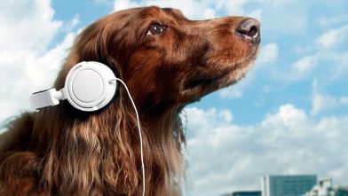 Scientists suggest that animals are akin to something called
