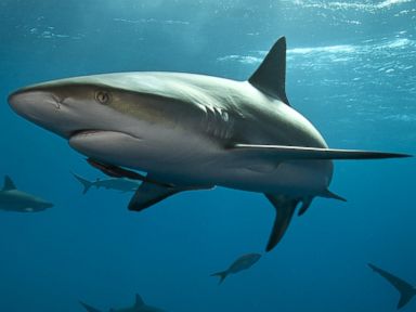 All You Need to Know About Shark Attacks, Told by Graphs