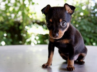 Couple Sells Neighbor's Dog on Craigslist