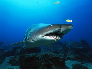 Shark Attacks Photos