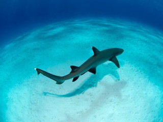 Shark's Death on Set Causes Uproar