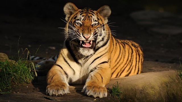PHOTO: A woman in Indiana is in critical condition after being mauled by a tiger Friday, June 21, 2013.
