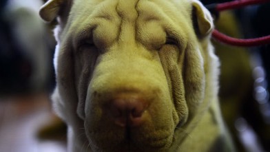 PHOTO: Robert Dinero Johnson, a Shar Pei, at the Westminster Kennel Club Dog Show, Feb. 11, 2013, in New York.