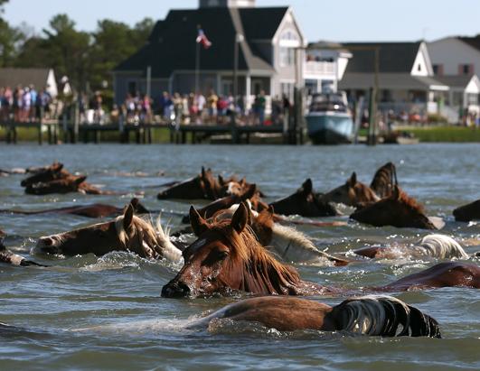 Photos: Chincoteague Wild Pony Swim