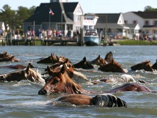 Photos: Chincoteague Wild Pony Swim