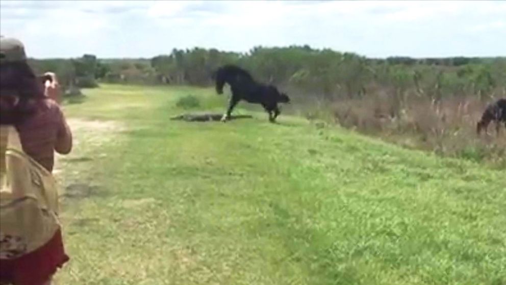 Caught on camera: Horse attacks gator at Florida park Caught on camera: Horse attacks gator at Florida park