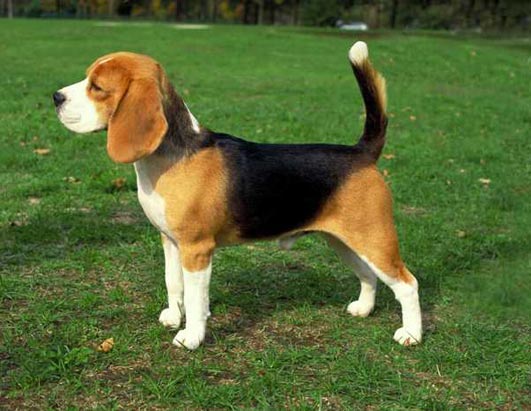 Beagle 15 Inch