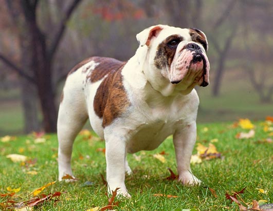 AKC Top 10 Breeds 
