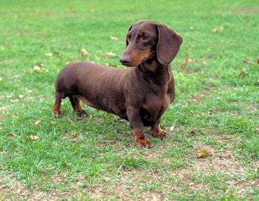 AKC Top 10 Breeds 