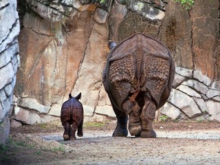 Endangered Rhino Born at Texas Zoo