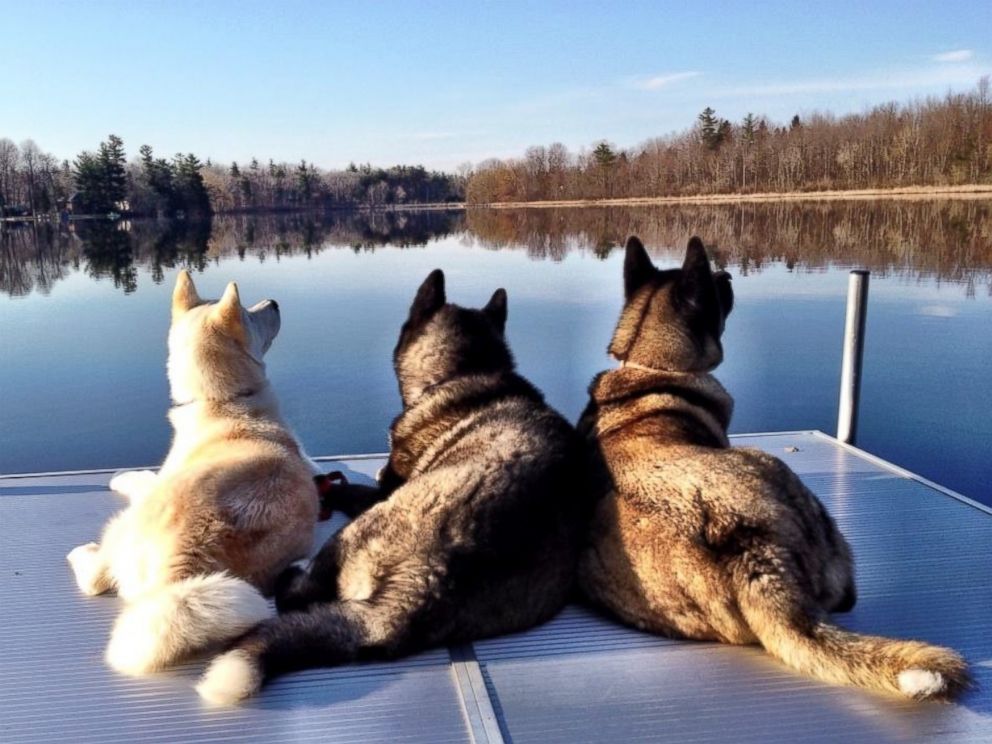 PHOTO: After Jessica VanHusen s 10-year-old dog Kiaya lost both of her eyes to glaucoma, her two younger pets, Cass and Keller, stepped up as guides.