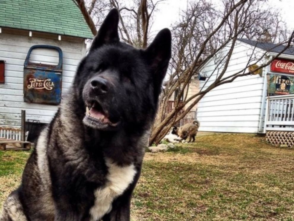 PHOTO: After Jessica VanHusen s 10-year-old dog Kiaya lost both of her eyes to glaucoma, her two younger pets, Cass and Keller, stepped up as guides.