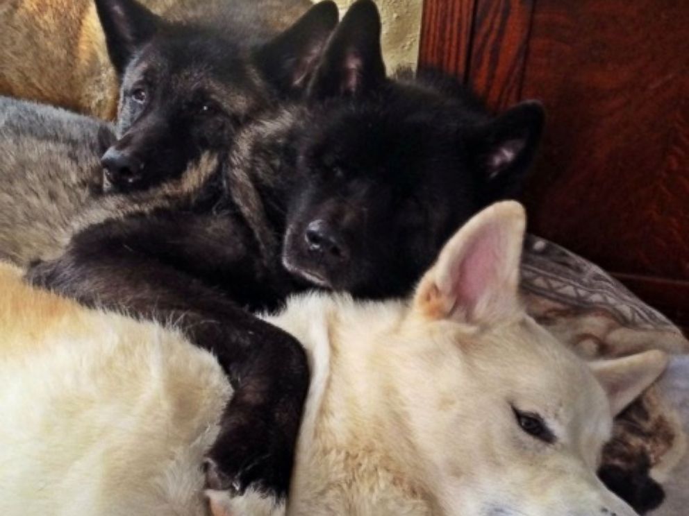 PHOTO: After Jessica VanHusen s 10-year-old dog Kiaya lost both of her eyes to glaucoma, her two younger pets, Cass and Keller, stepped up as guides.