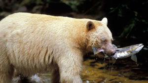 PHOTO
Spirit Bears and the Great Bear Rainforest
Conservationists hope photo spread will bring attention to pipeline proposal.