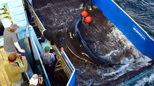 PHOTO: Ocearch is conducting a ground-breaking project that uses GPS-satellite tracking to monitor the navigational patterns of great white sharks. Shown here is founder Chris Fischer sitting on the edge of the capture tank with a 16-foot-long, 3,500 poun