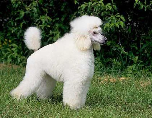 Barking Poodle