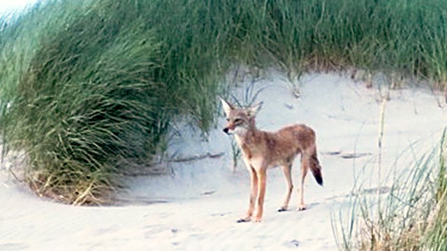 PHOTO: Aggressive coyote at Nehalem Bay State Park