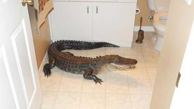 PHOTO: A woman found an unwelcome weekend guest in her bathroom: a 7-foot alligator.