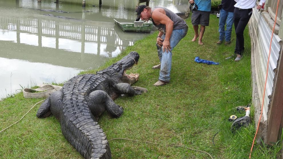 This Alligator Is The Largest Ever Caught Alive In Texas Wildlife Refuge Says Abc News 