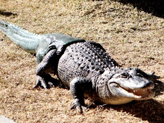 Alligator Tries Out New Prosthetic Tail