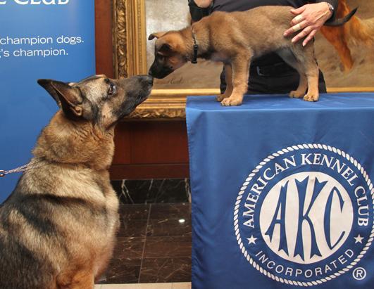American Kennel Club's Most Popular Dogs Breeds