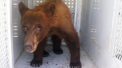 PHOTO: Bear released in California