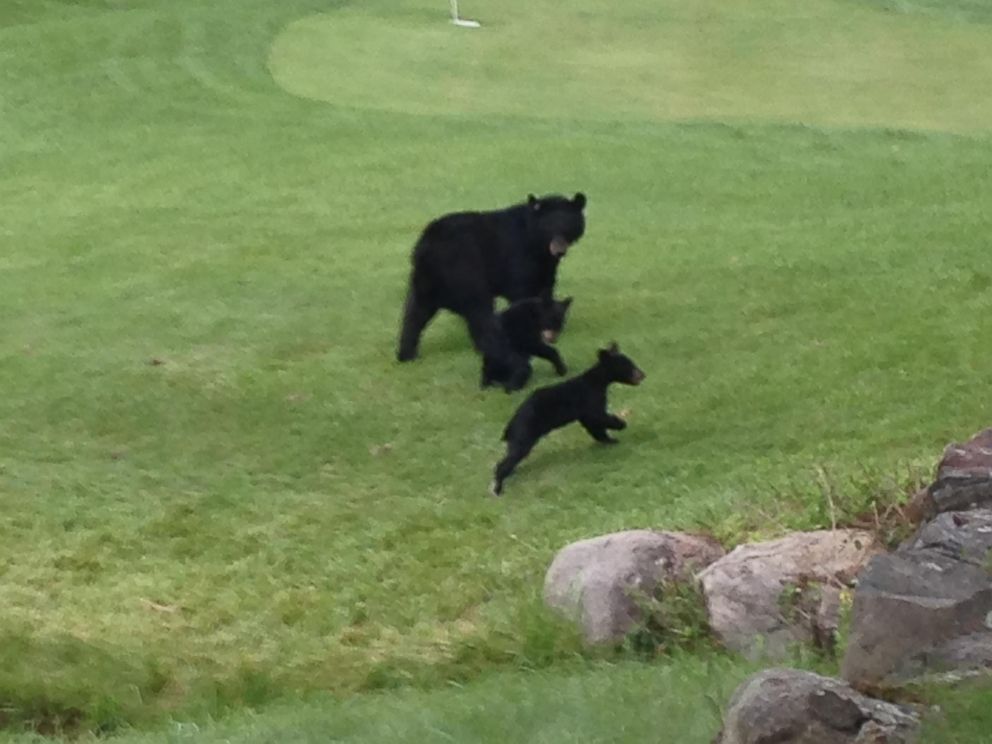 Adorable Bear Family Frolicked on New Jersey Golf Course ABC News
