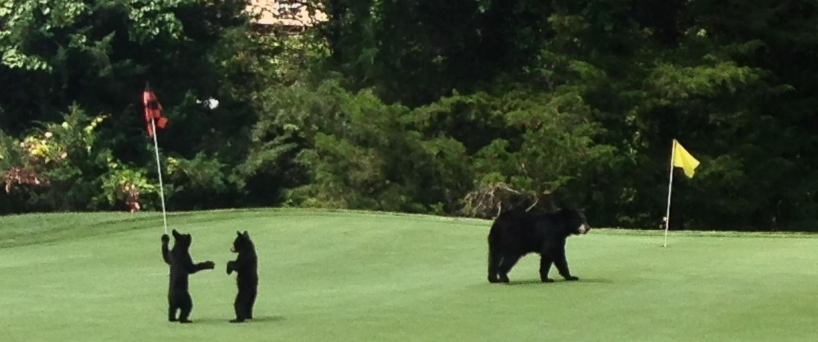 Adorable Bear Family Frolicked on New Jersey Golf Course ABC News