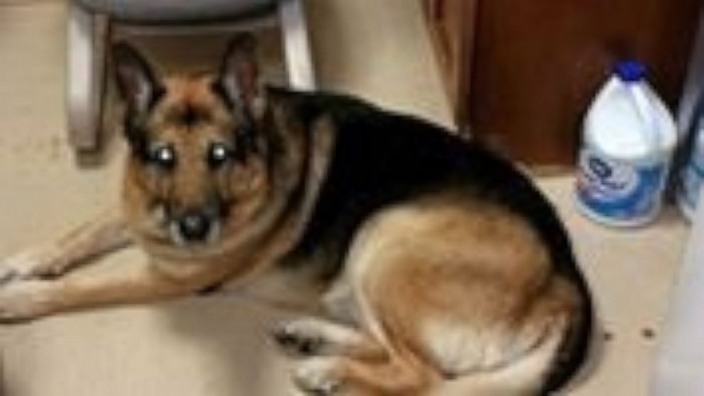 ht_bella_dog_141224_16x9_992.jpg