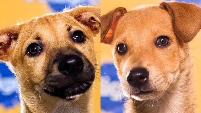 PHOTO: Biscuit (L) and Butterscotch are two puppies competing in this years Puppy Bowl on Animal Planet. Both dogs were rescued by the Sato Project after being born on Dead Dog Beach in Puerto Rico, a beach where dogs are often abandoned and abused.